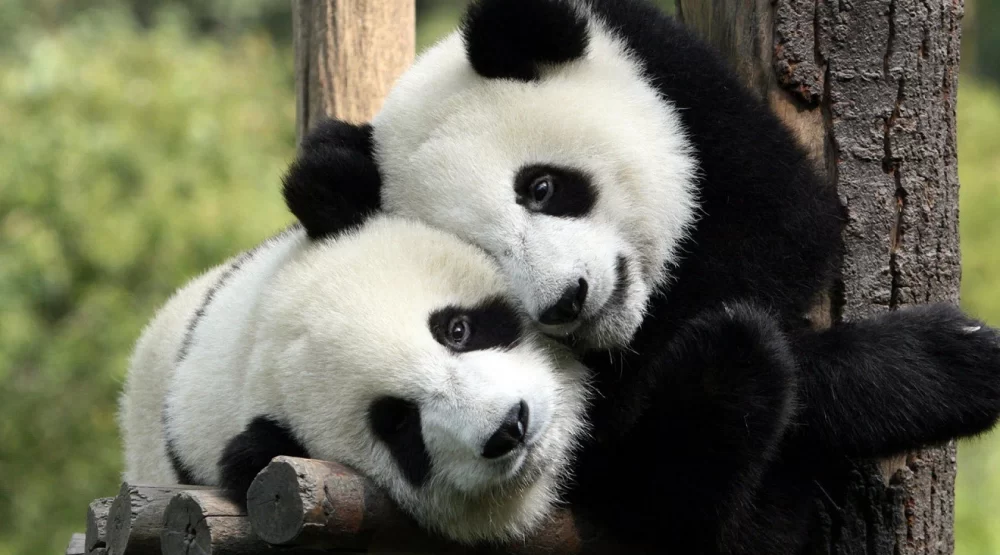 6990634-panda-hug