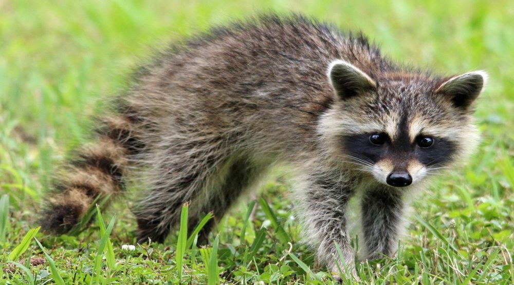 hgic_veg_wildlife_raccoon