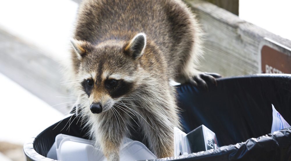 Raccoon looking for food in trash can